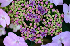 多彩な梅雨の華Ⅱ