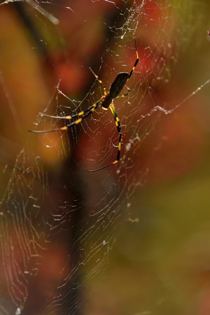 Spider　Autumn