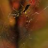 Spider　Autumn