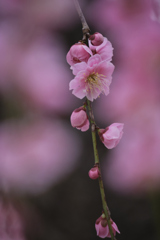 春あかり