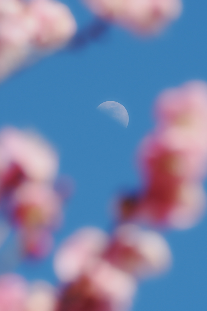 春宵の月Ⅱ