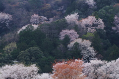 桜景色