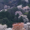 桜景色