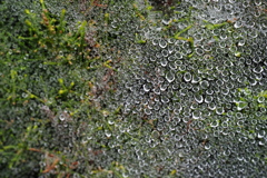 raindrop on the web