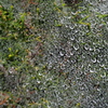 raindrop on the web