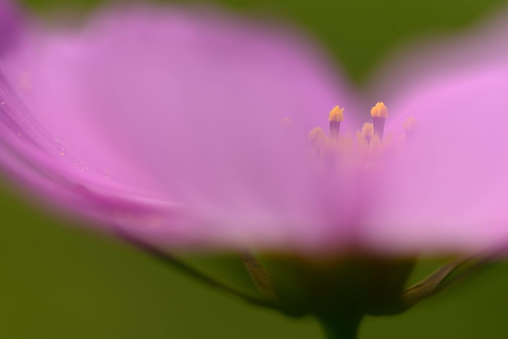 幻秋