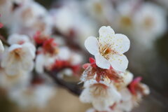 春告草の香り