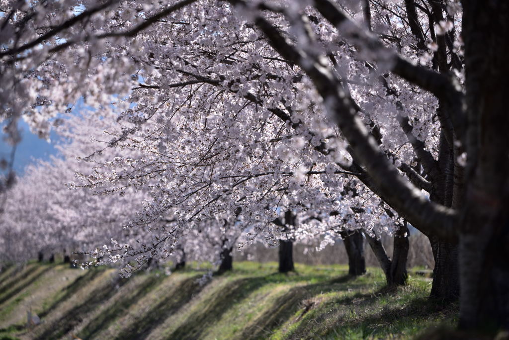 桜並木