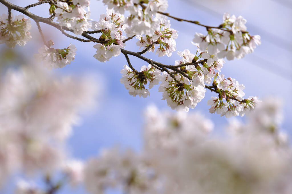 SAKURA咲く