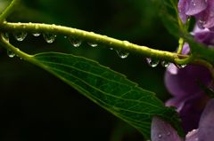 雨に唄えば