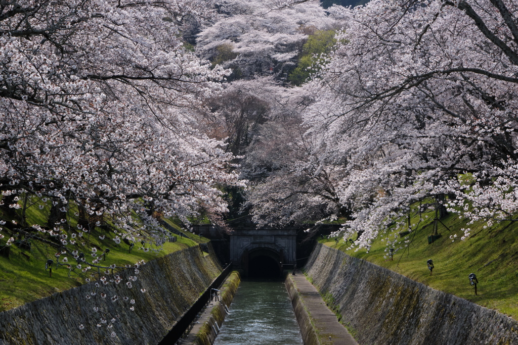 双璧の夢見草