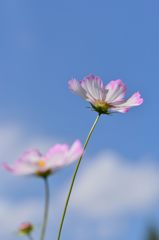 伸びやかに