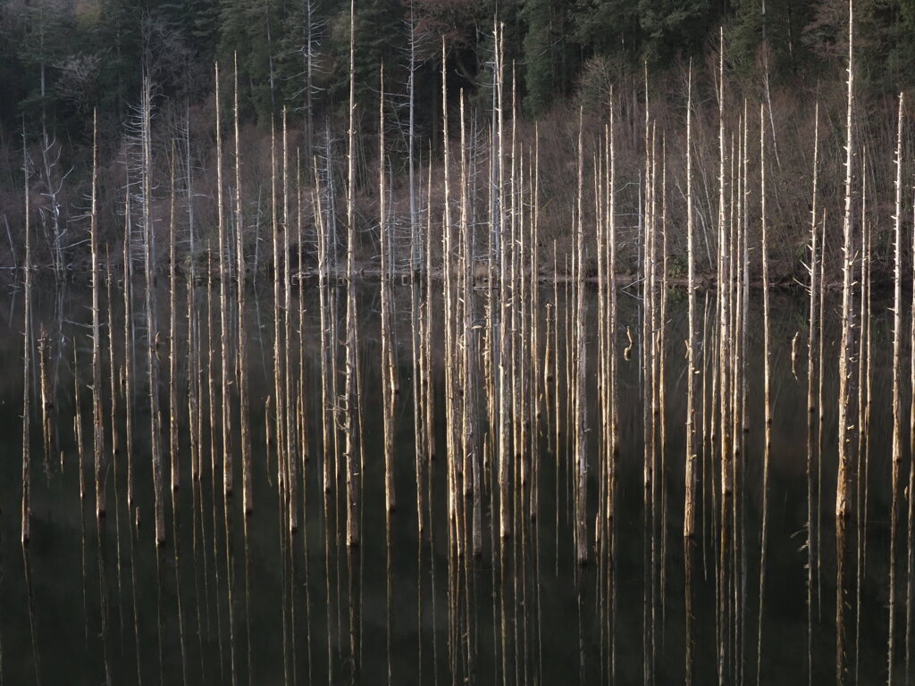 針千本