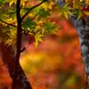 色彩模様の秋