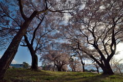 桜道