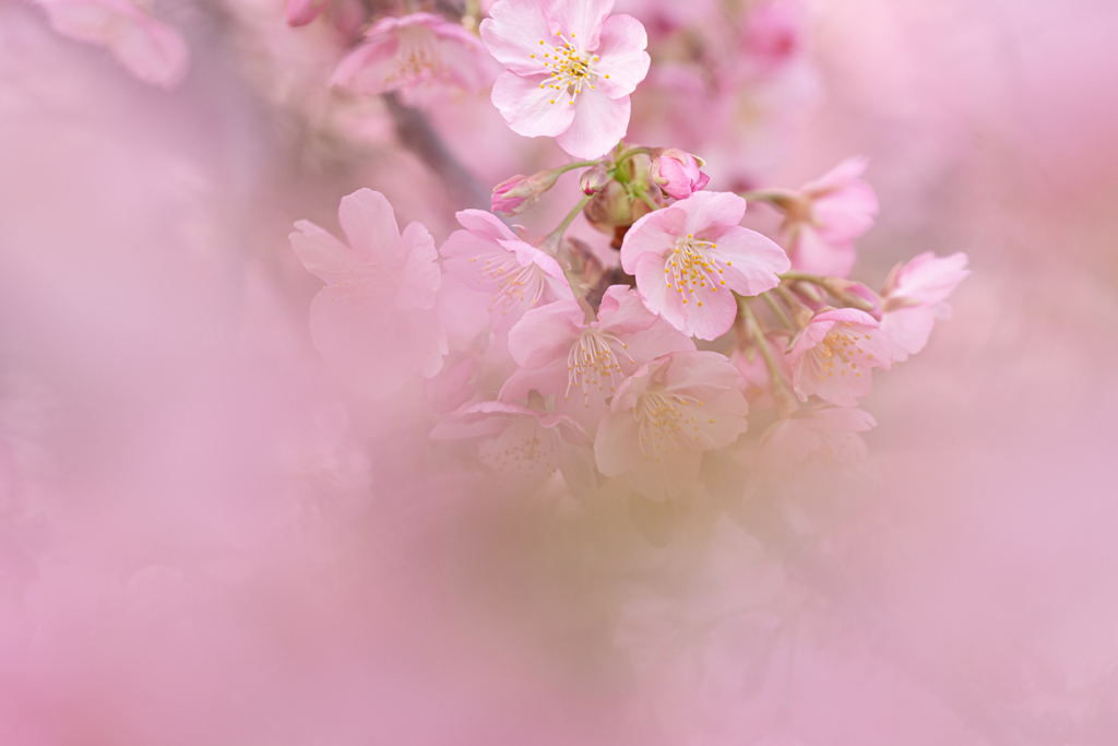 やさしさに包まれたなら