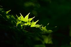 photosynthesis