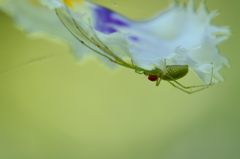 GREEN　SPIDER