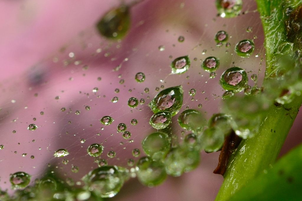 Drop in Hydrangea