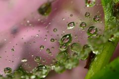 Drop in Hydrangea