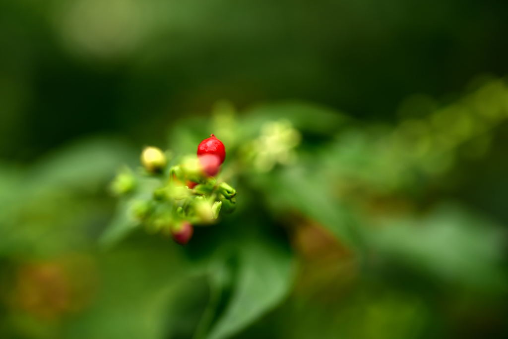 紅一点