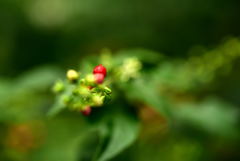 紅一点