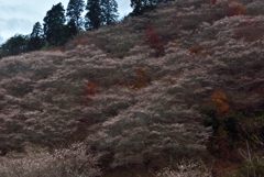 初冬の桜