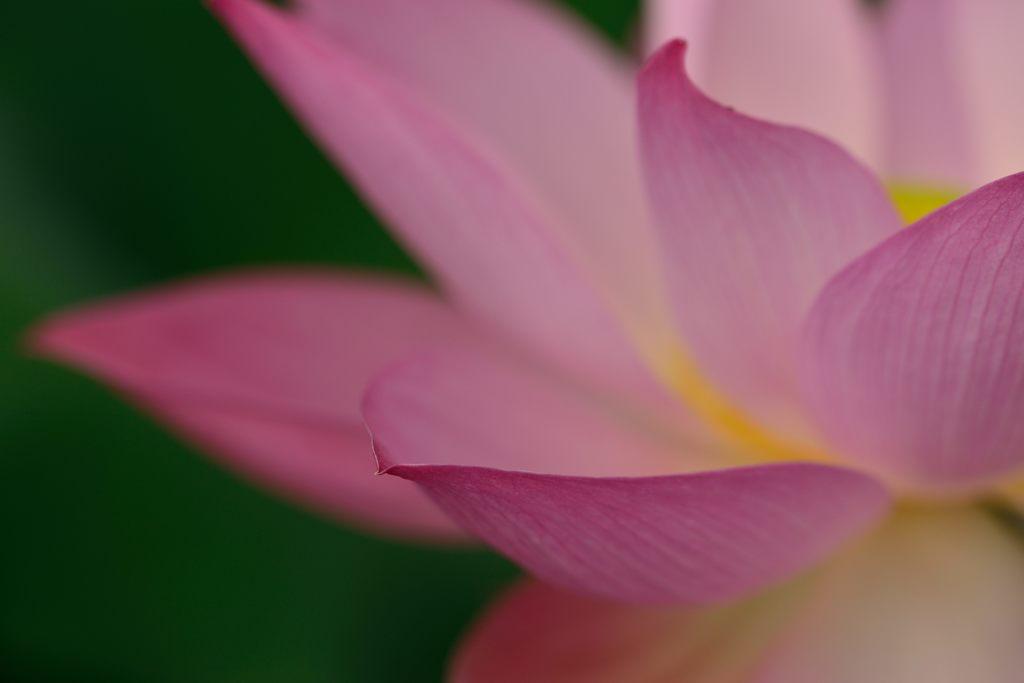 蓮華の舞