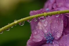 雫の連花