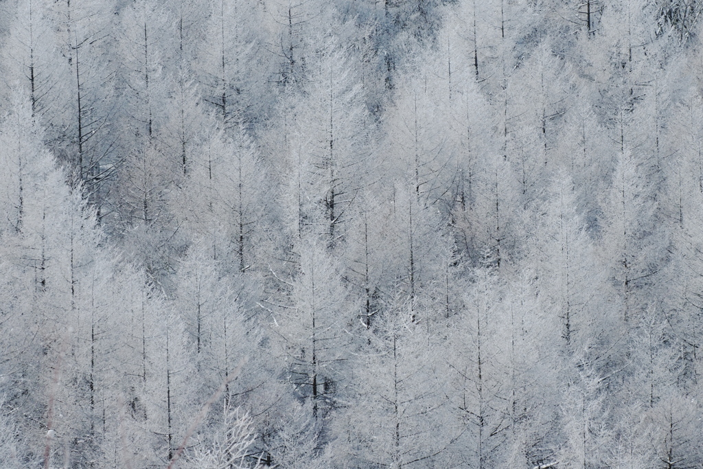 春待つ雪化粧