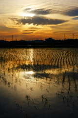 夕雲と田んぼ