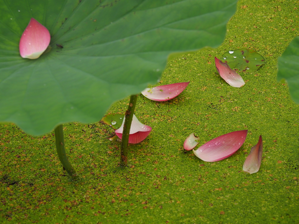 蓮華の海