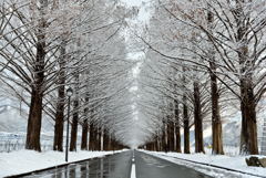 雪化粧の並木道