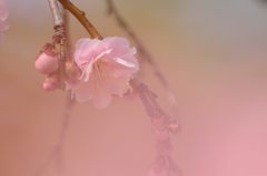 梅霞