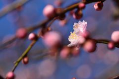 香り立つ春