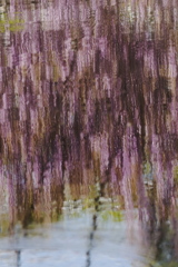 枝垂れる紫