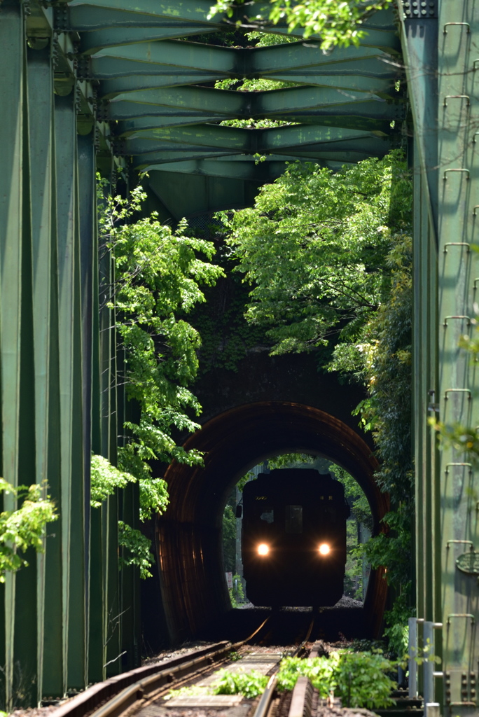 新緑トンネル