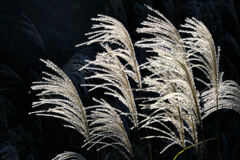 Silver  Grass