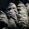 Silver  Grass