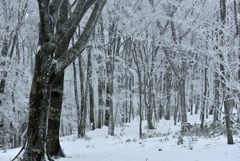 ブナ原生林の雪化粧Ⅱ