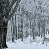 ブナ原生林の雪化粧Ⅱ