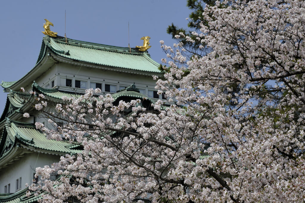 徳川の春