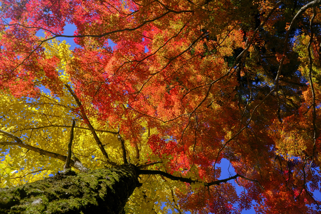 紅葉競演