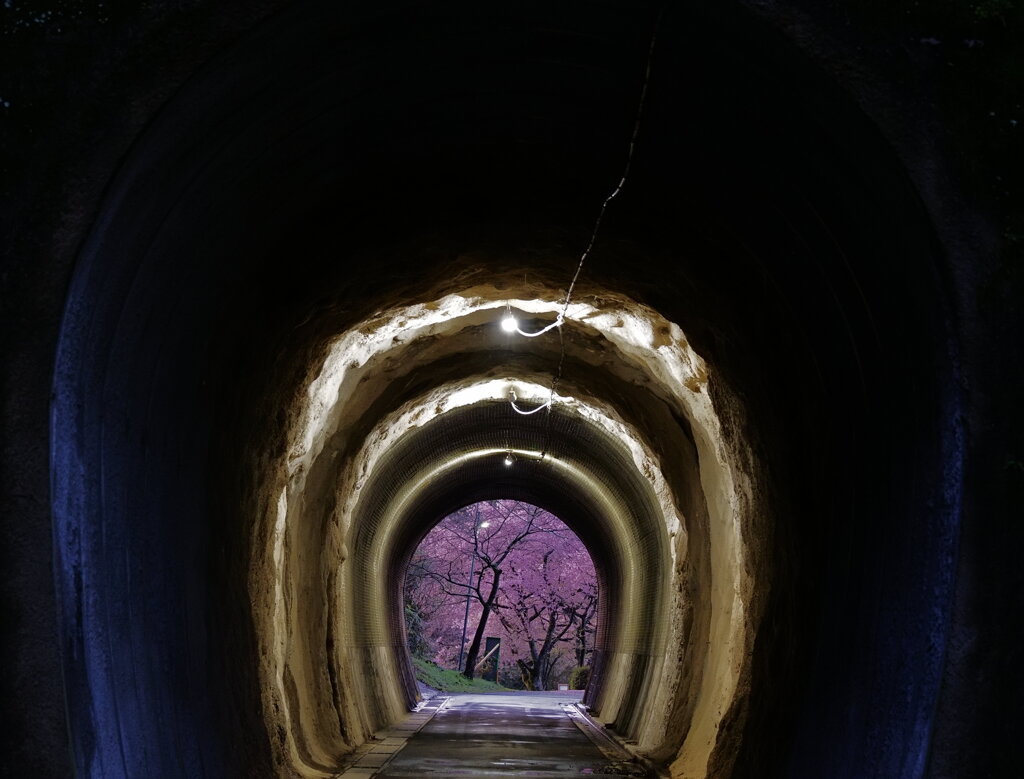 桜並木へのゲートウェイ