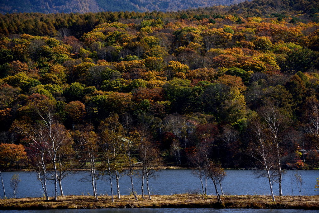 秋の白樺湖