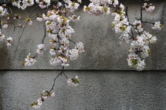 そこにある春