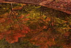 移り気な紅葉