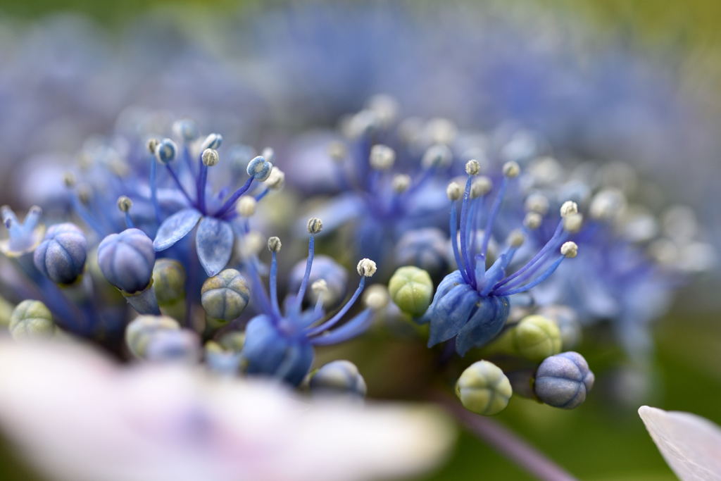 梅雨の華