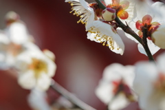 陽春の春告草