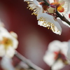陽春の春告草